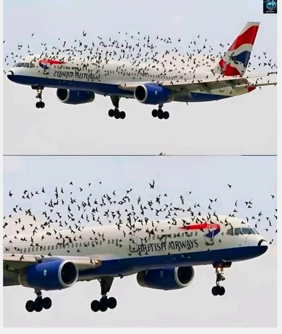 The pilot cried when he understood why the birds wouldn’t leave him alone. – Notis Actuales