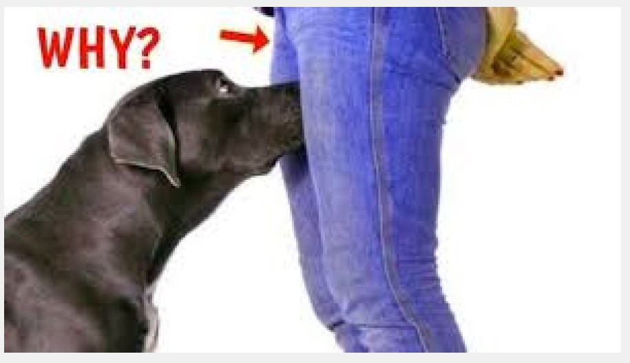 Why do Dogs Sniff your Private Parts or your Crotch? Discover the reason WHY? || Monkoodog